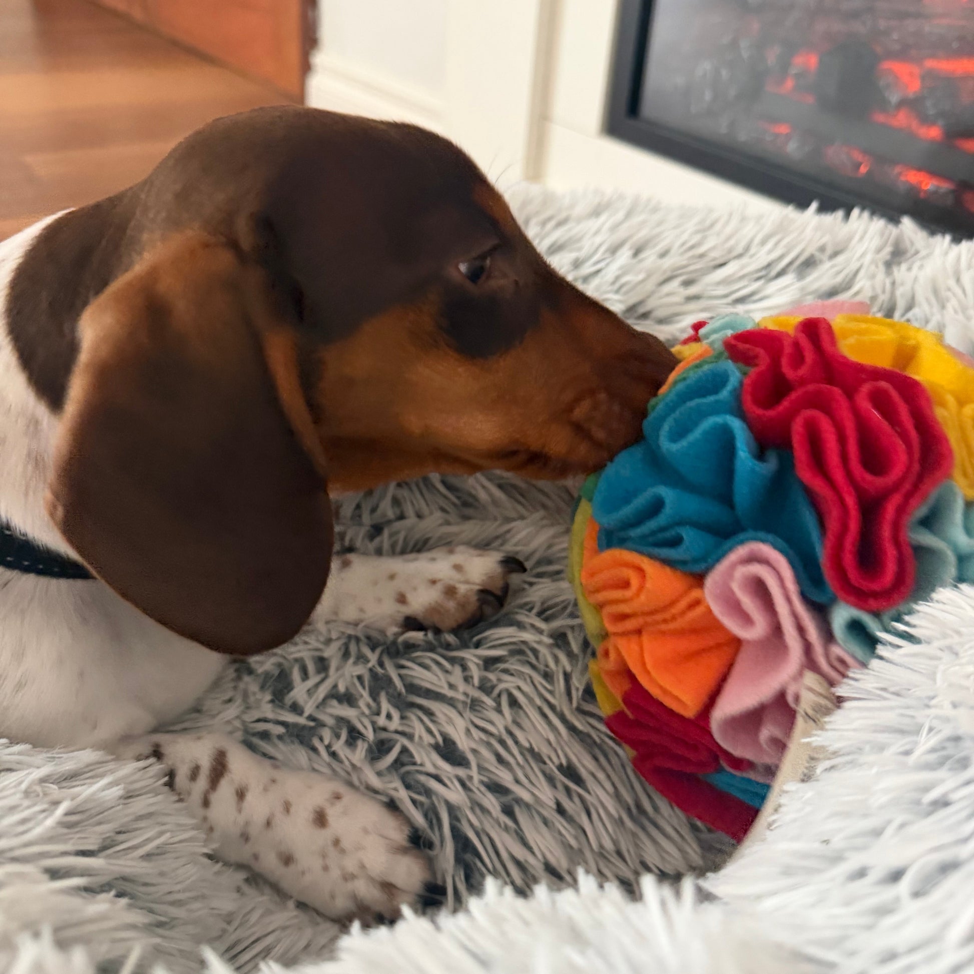 Dog interacting with a colorful textured toy on a fluffy white rug.