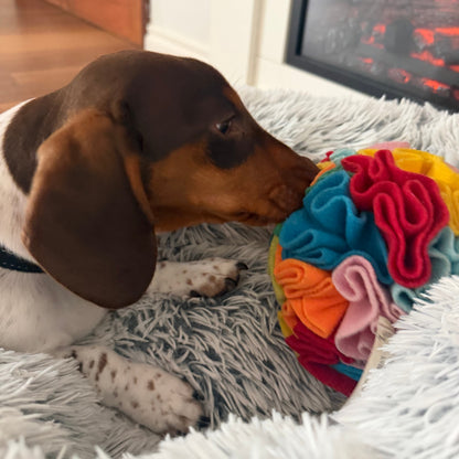 Dog interacting with a colorful textured toy on a fluffy white rug.