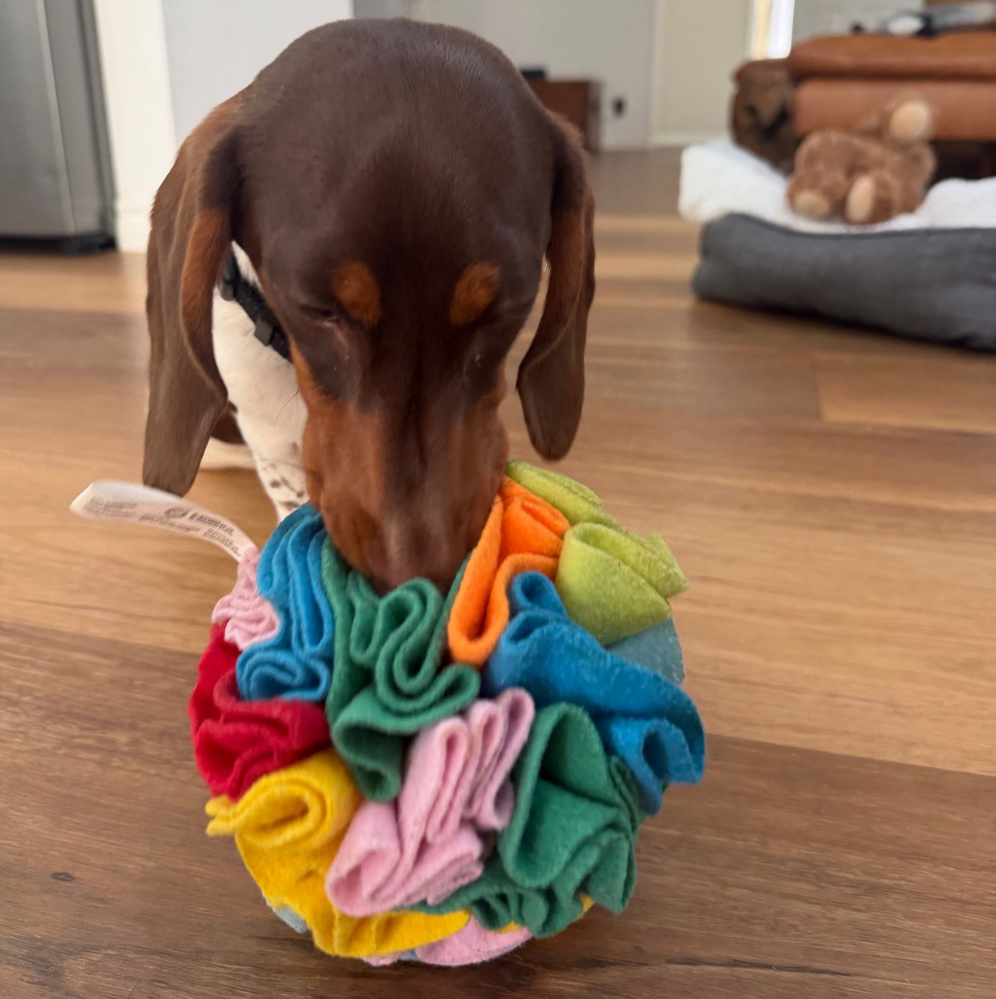 Dog interacting with a colorful fabric toy on a wooden floor.