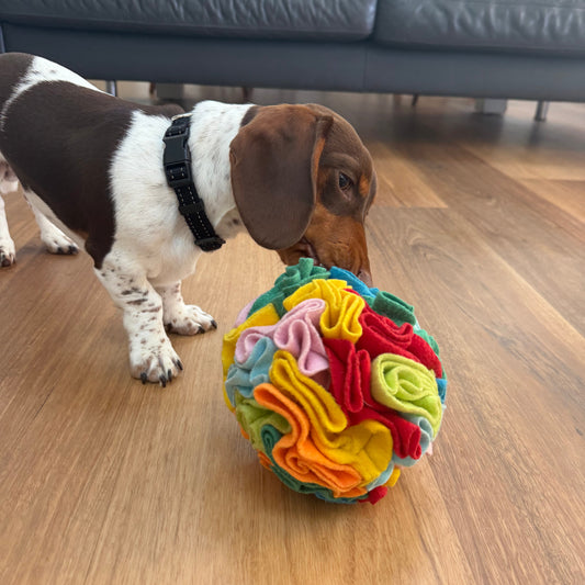Dog playing with a colorful ball on a wooden floor
