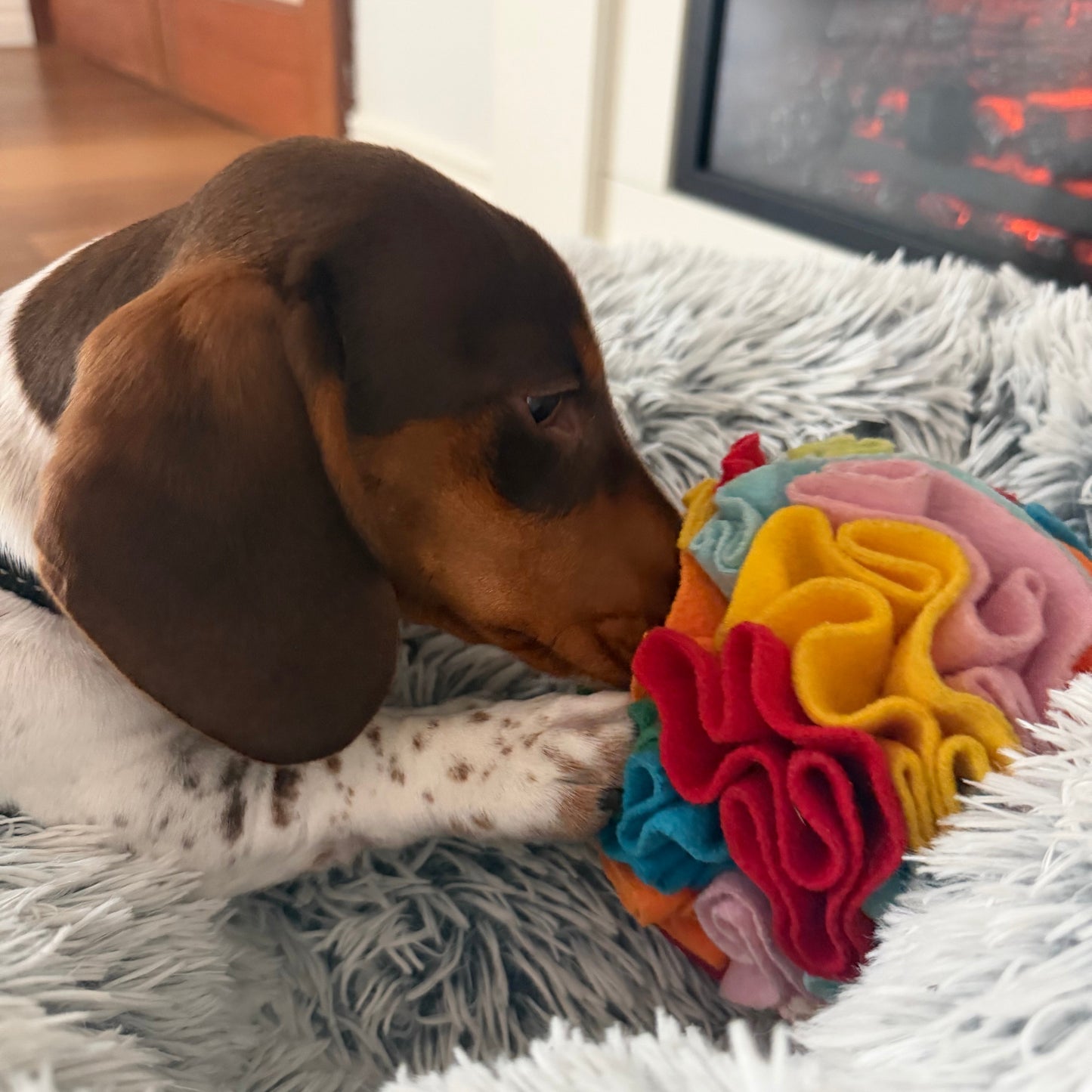 Dog interacting with a colorful flower-shaped toy on a fluffy white surface.