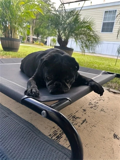 Outdoor Elevated Mesh Dog Bed | for Small - Large Pets, Suitable for Camping